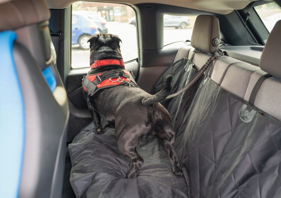 best dog car seat cover